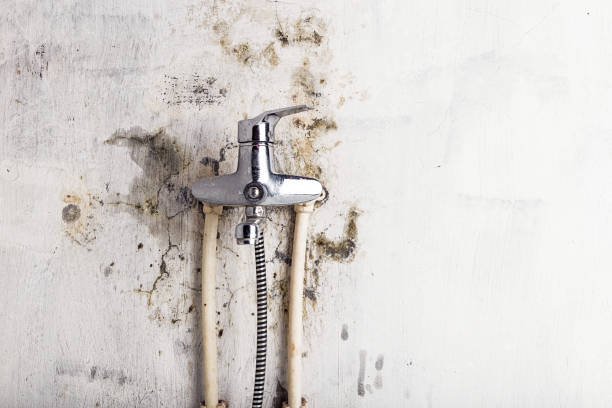 Best Certified Mold Removal  in Seffner, FL