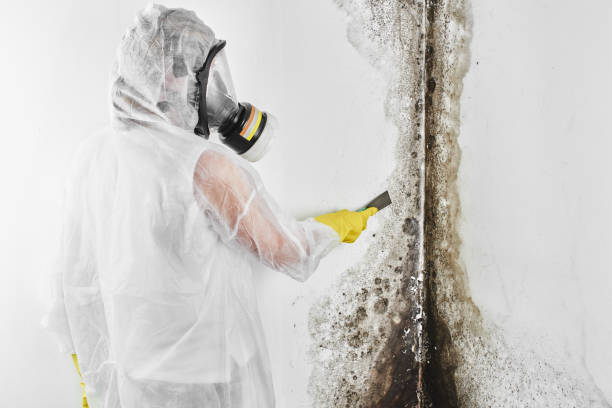 Best Residential Mold Removal  in Seffner, FL