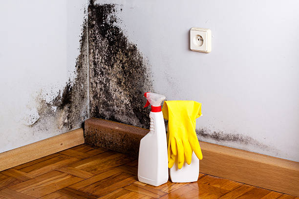 Crawl Space Mold Removal in Seffner, FL