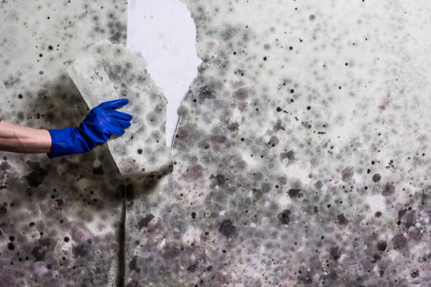 Best Commercial Mold Removal  in Seffner, FL